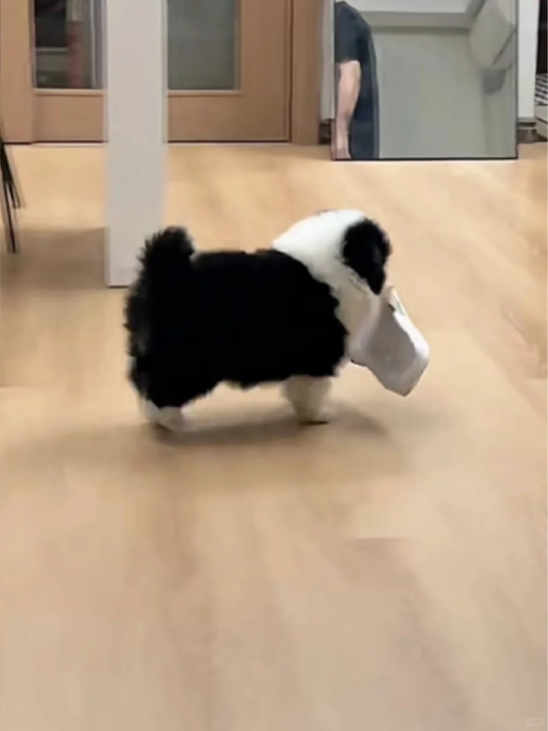 南昌有人要边牧吗、生了六只、谁要、