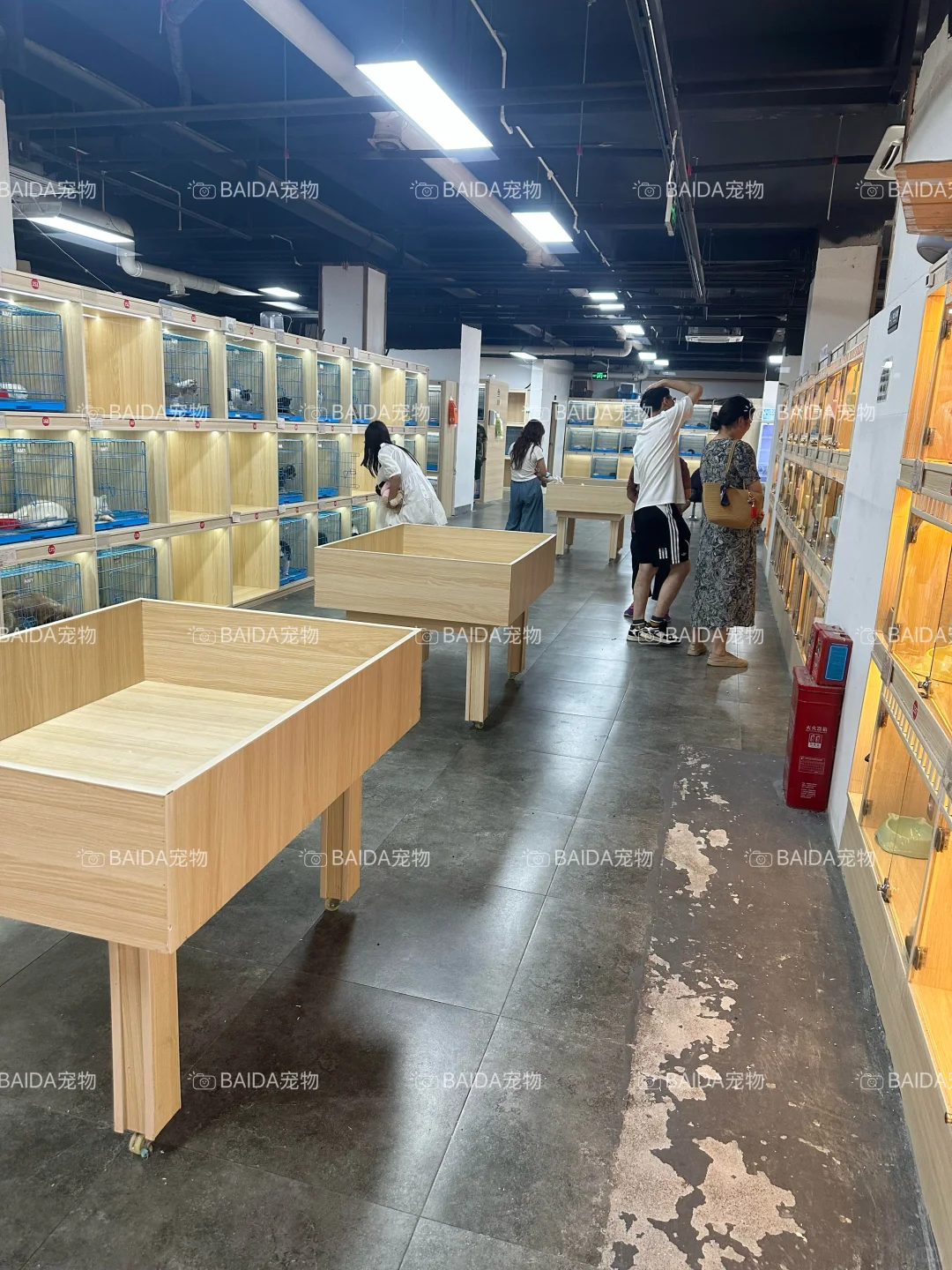 南昌买狗买猫避坑！！【南昌大型宠物基地】