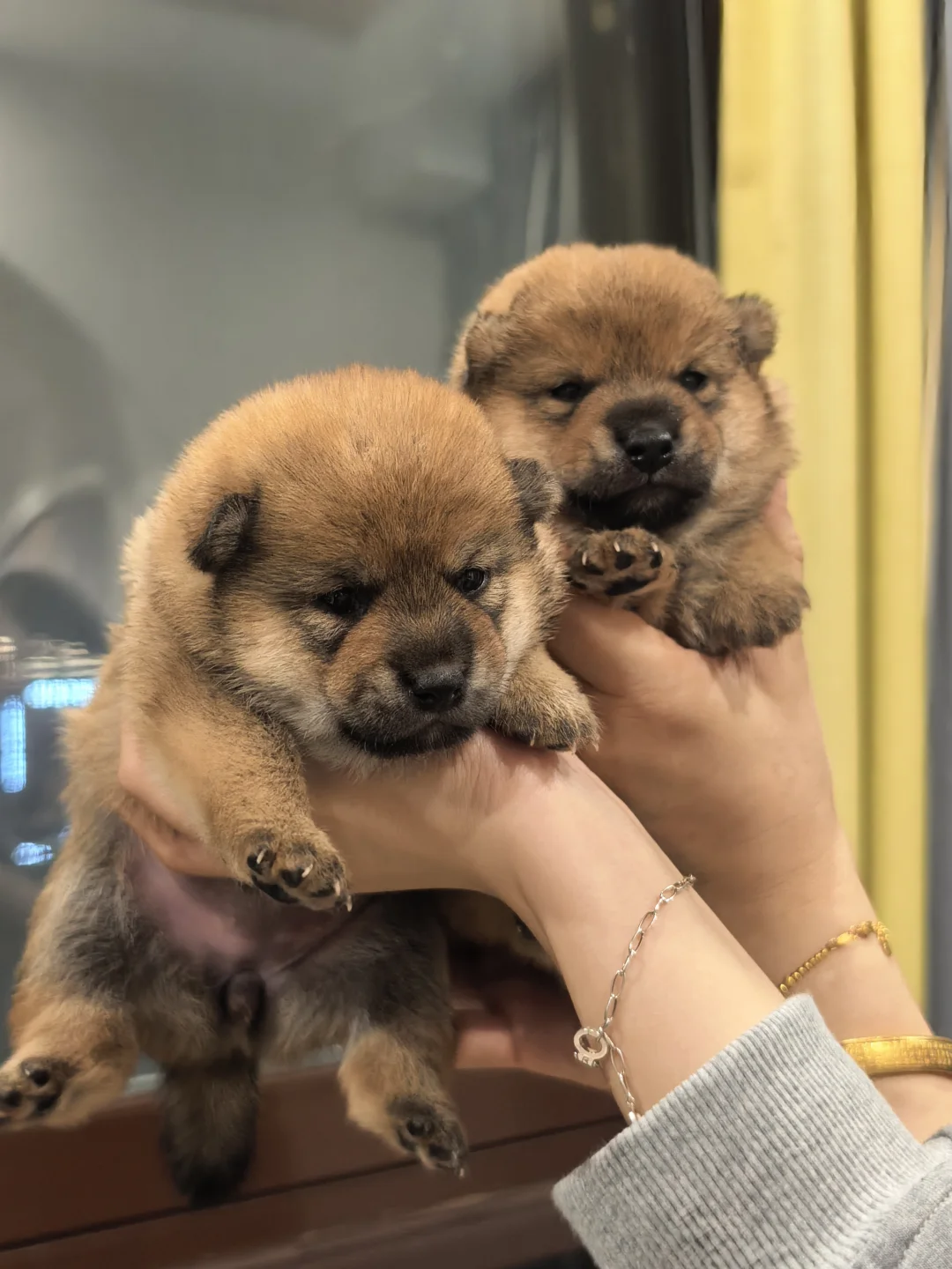 南昌豆柴妹妹弟弟找主人