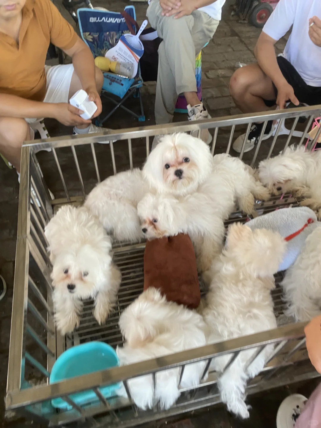 听说了吗🔥南昌宠物市场来了🔥猫狗齐全🔥