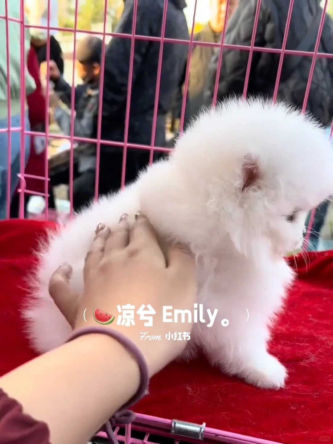 南昌大型宠物市场。买猫买狗一只也是批发价