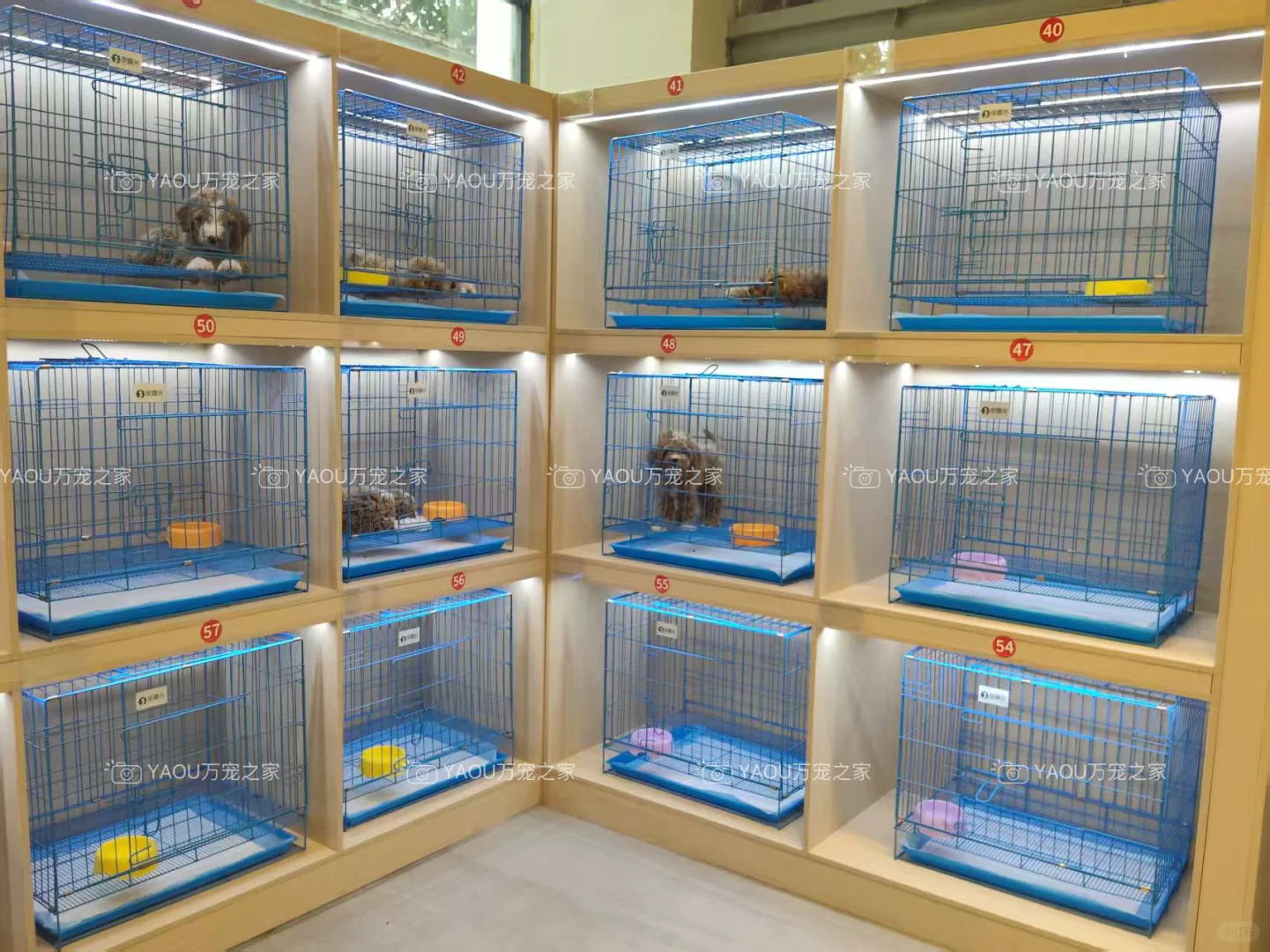 南昌第一宠物基地|南昌买猫买狗|南昌宠物