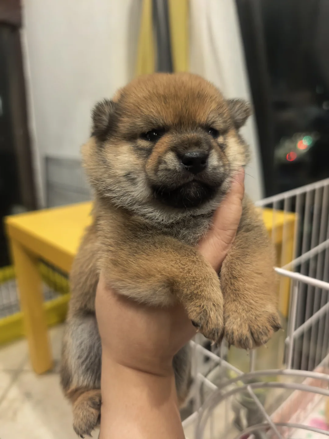 南昌豆柴妹妹弟弟找主人