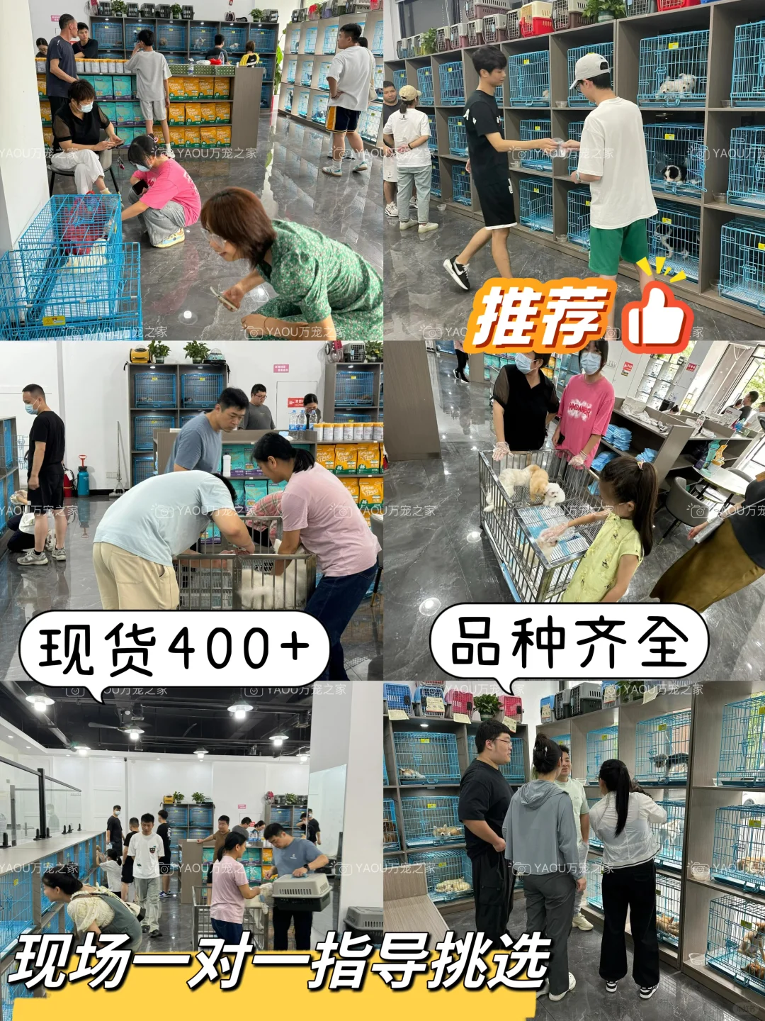 南昌第一宠物基地|南昌买猫买狗|南昌宠物