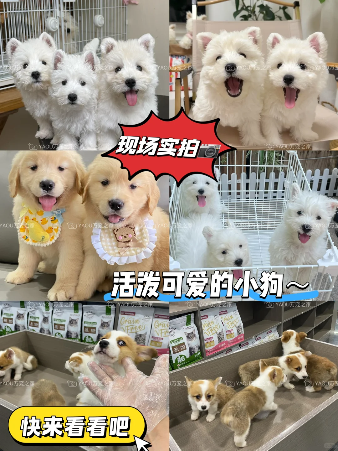 南昌买狗好去处！！南昌宠物基地推荐