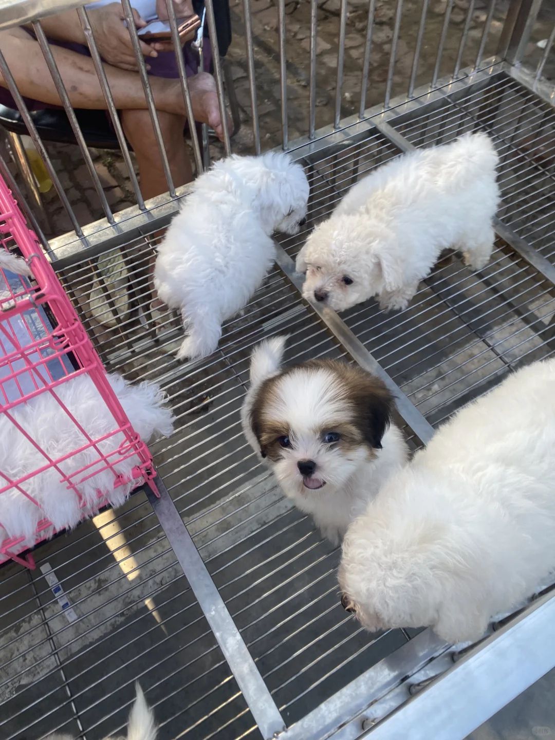 听说了吗🔥南昌宠物市场来了🔥猫狗齐全🔥