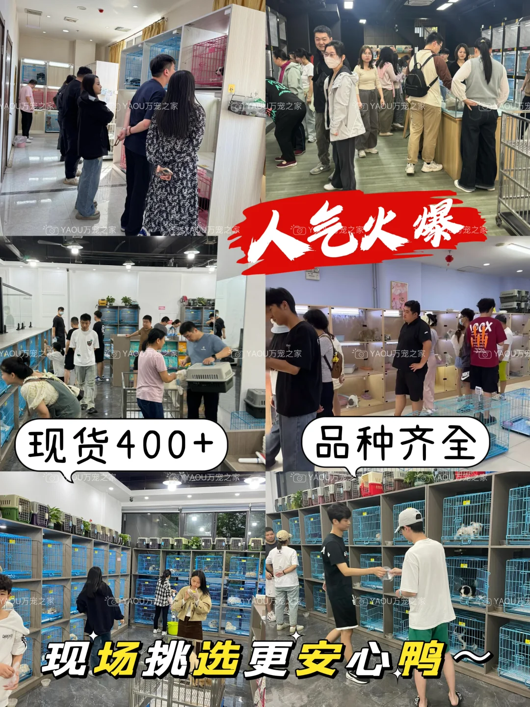 南昌独栋犬舍|南昌买狗好去处|南昌宠物