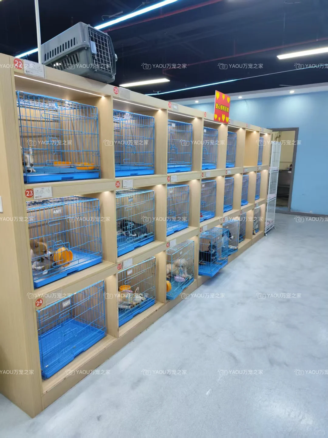 南昌第一宠物基地|南昌买猫买狗|南昌宠物