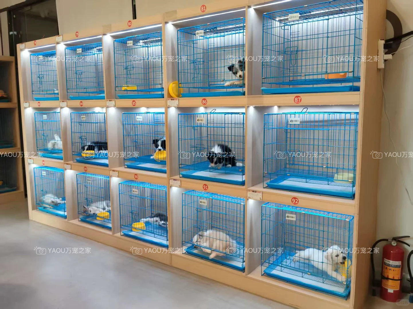 南昌独栋犬舍|南昌买狗好去处|南昌宠物