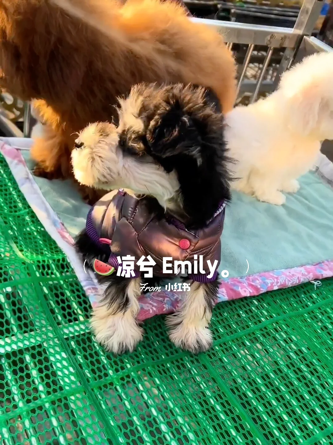 南昌大型宠物市场。买猫买狗一只也是批发价