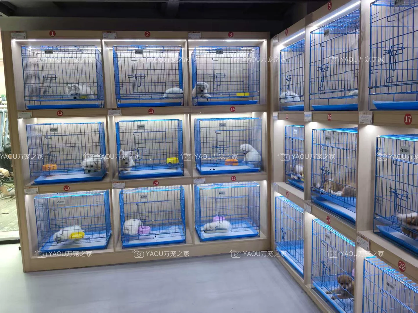 南昌独栋犬舍|南昌买狗好去处|南昌宠物