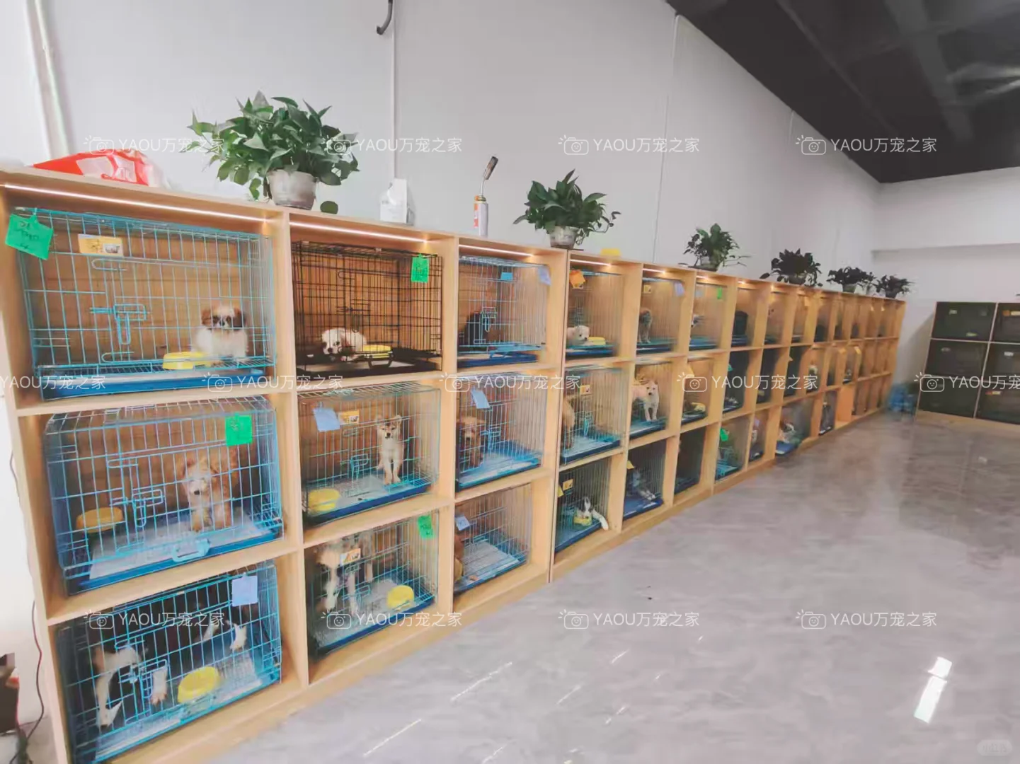 南昌买狗好去处！！南昌宠物基地推荐