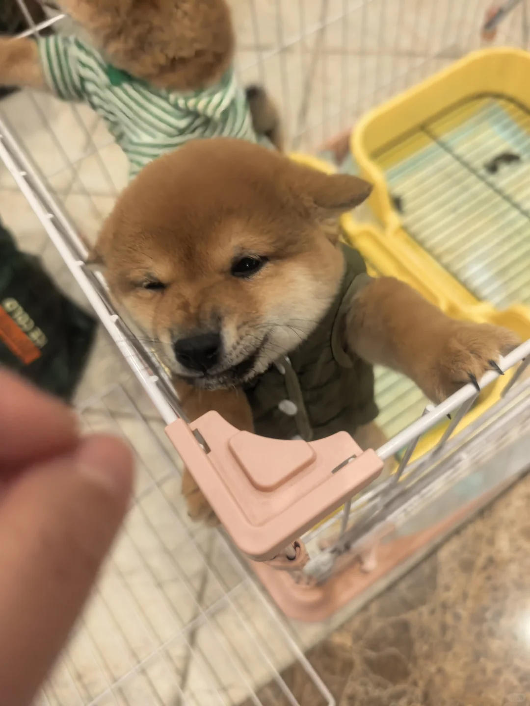 南昌豆柴妹妹弟弟找主人