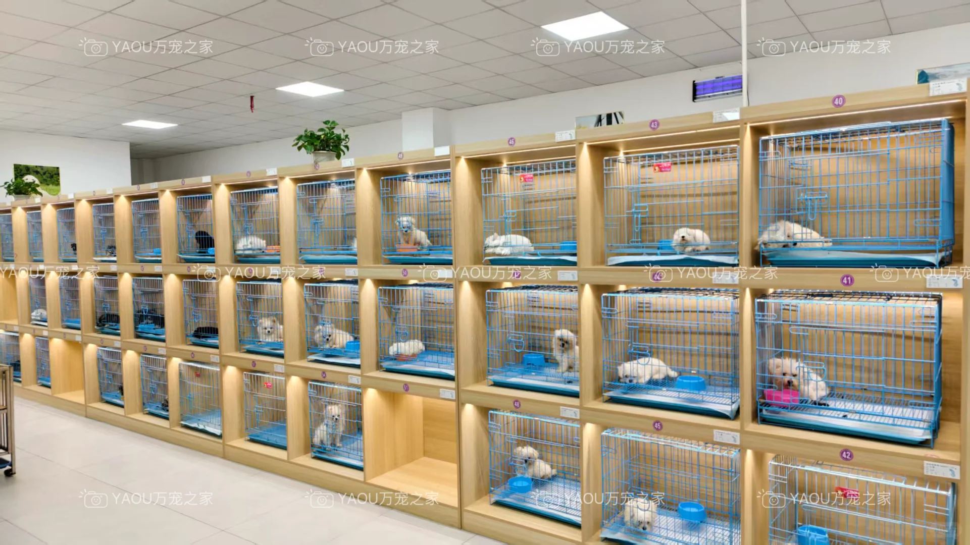 南昌独栋犬舍|南昌买狗好去处|南昌宠物