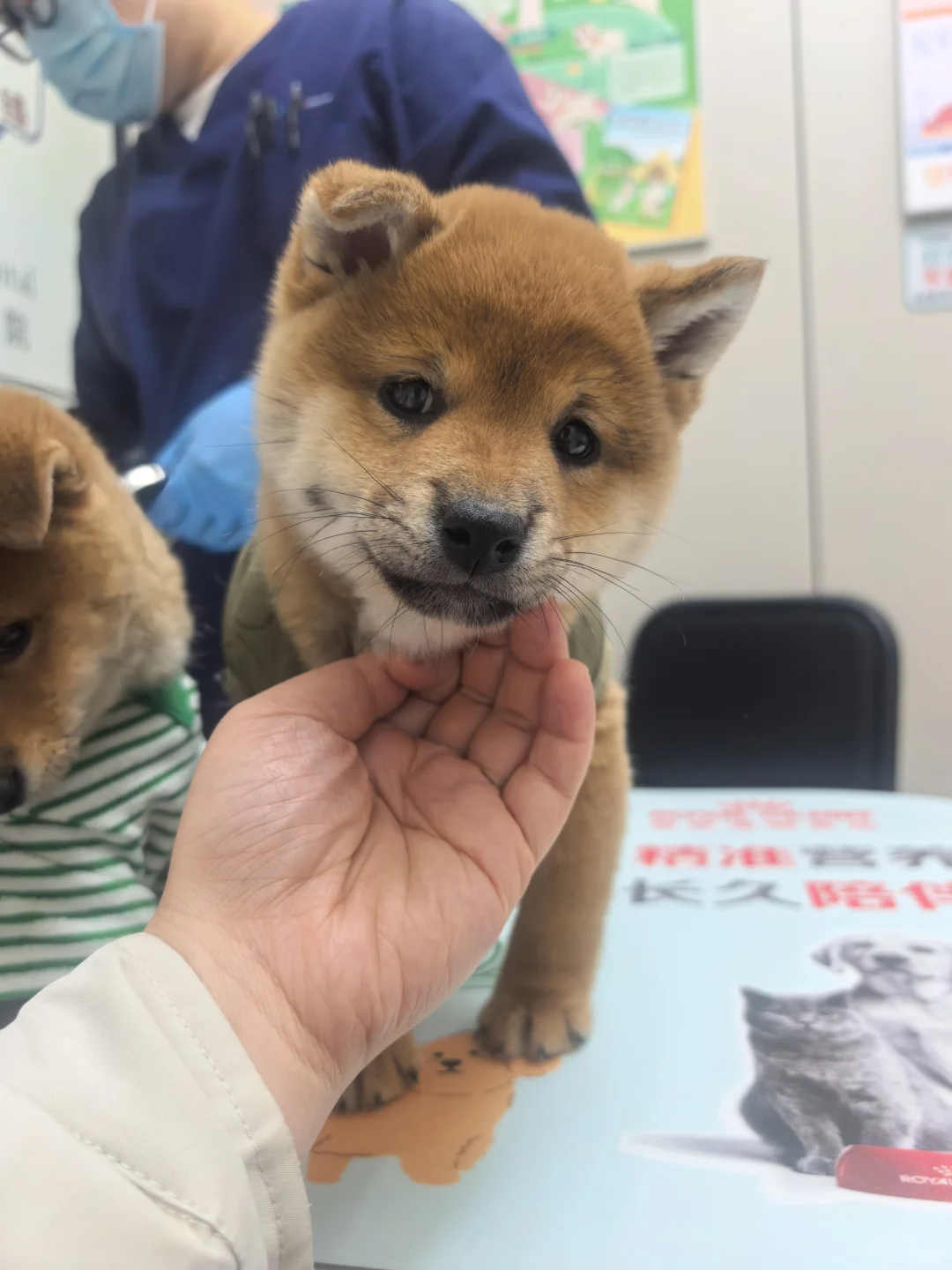 南昌豆柴妹妹弟弟找主人