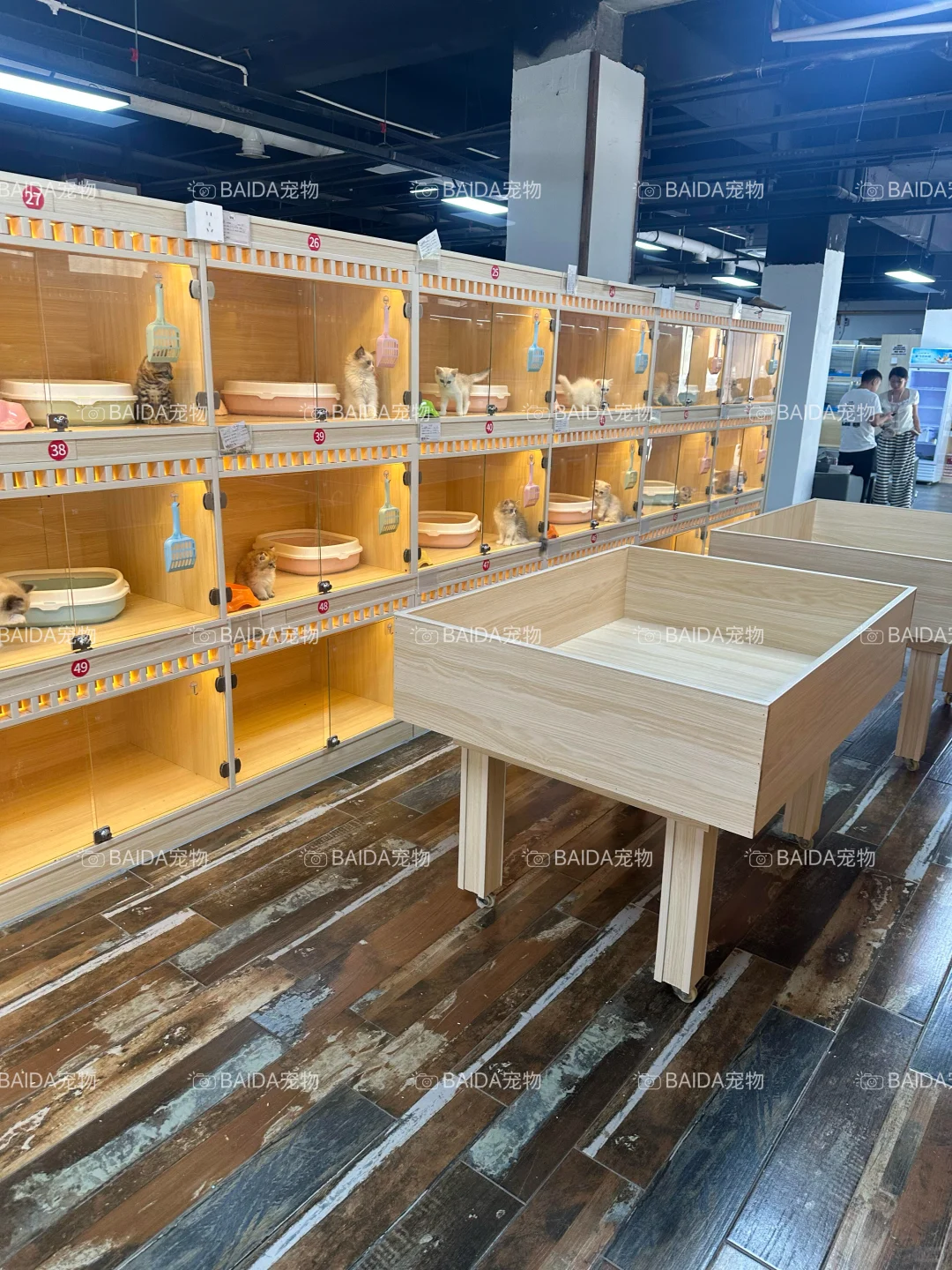 南昌买狗买猫避坑！！【南昌大型宠物基地】