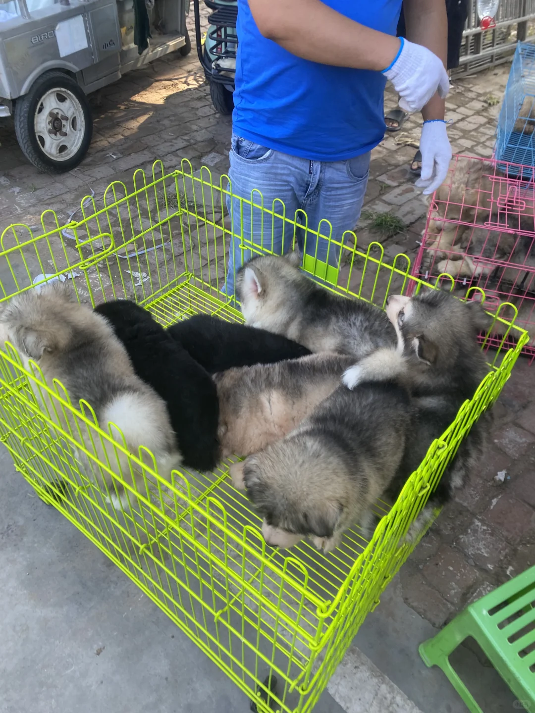 南昌大型宠物市场 现场人山人海 猫狗齐全