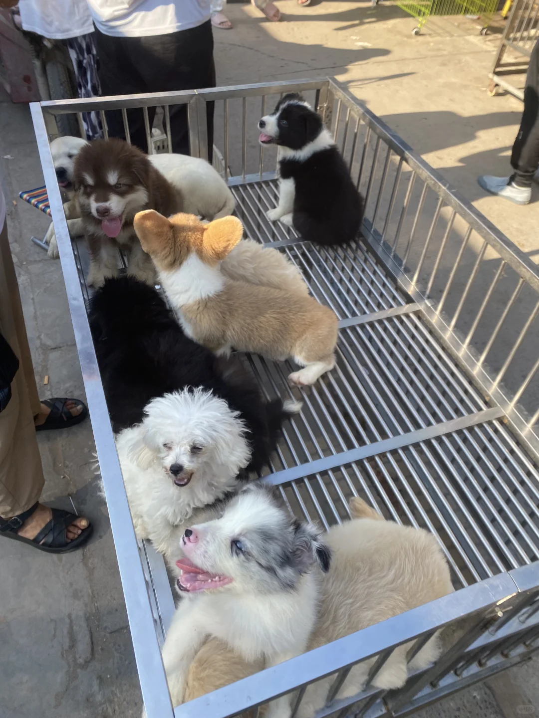 听说了吗🔥南昌宠物市场来了🔥猫狗齐全🔥