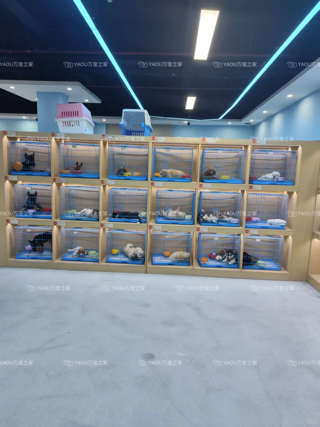 南昌第一宠物基地|南昌买猫买狗|南昌宠物