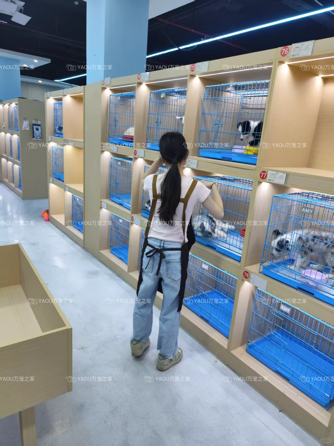 南昌独栋犬舍|南昌买狗好去处|南昌宠物