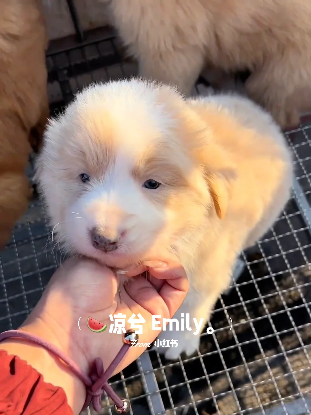 南昌大型宠物市场。买猫买狗一只也是批发价