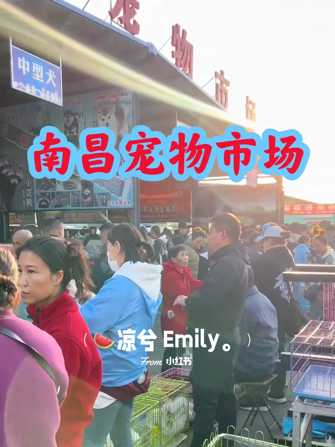 南昌大型宠物市场。买猫买狗一只也是批发价