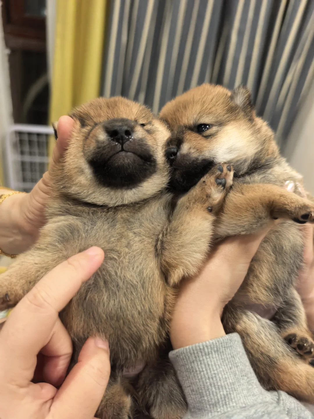 南昌豆柴妹妹弟弟找主人