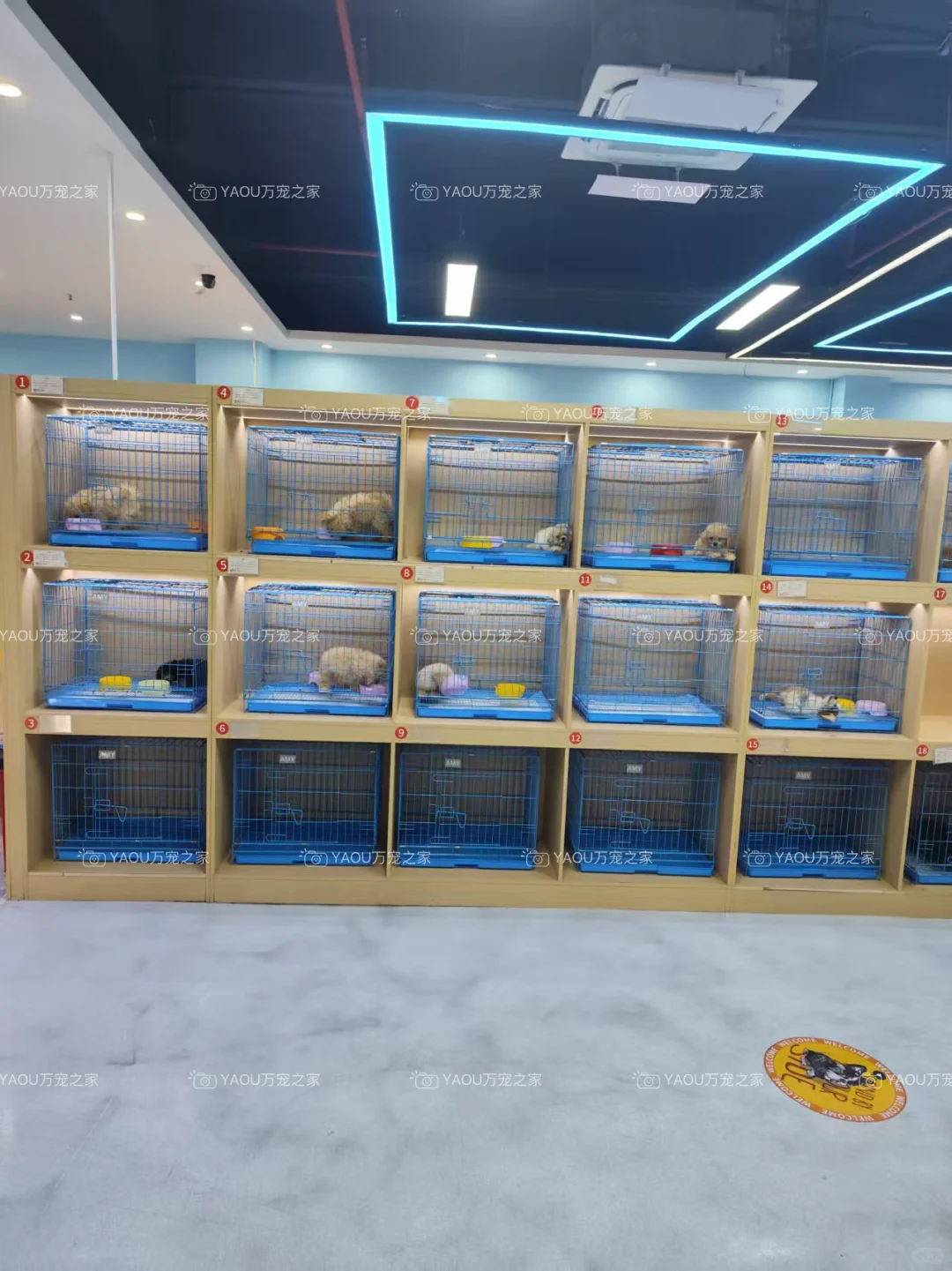 南昌第一宠物基地|南昌买猫买狗|南昌宠物