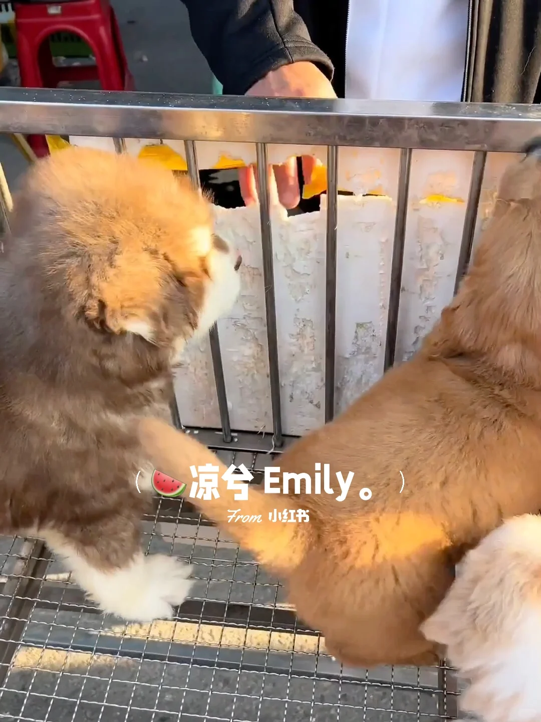 南昌大型宠物市场。买猫买狗一只也是批发价