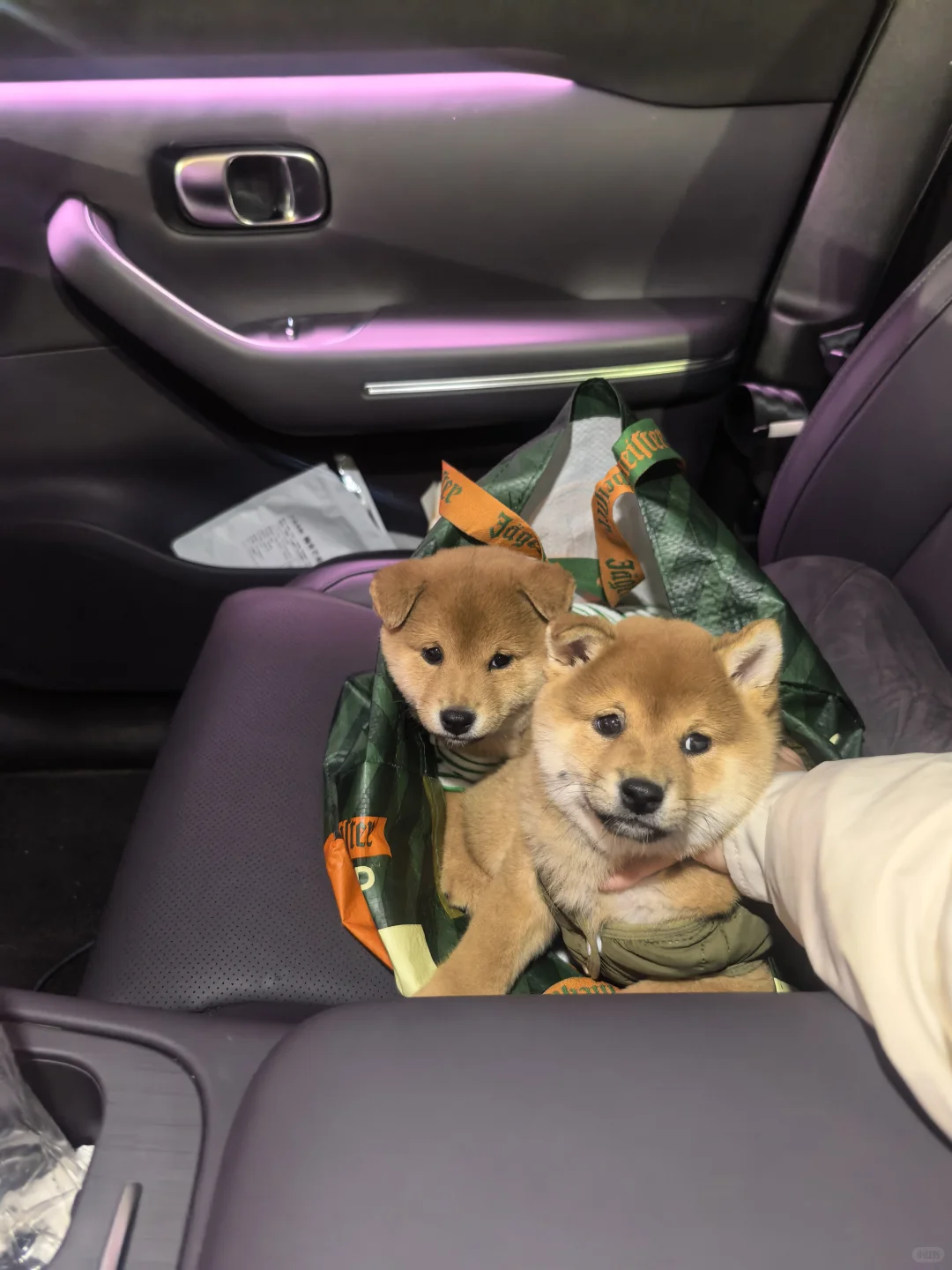 南昌豆柴妹妹弟弟找主人