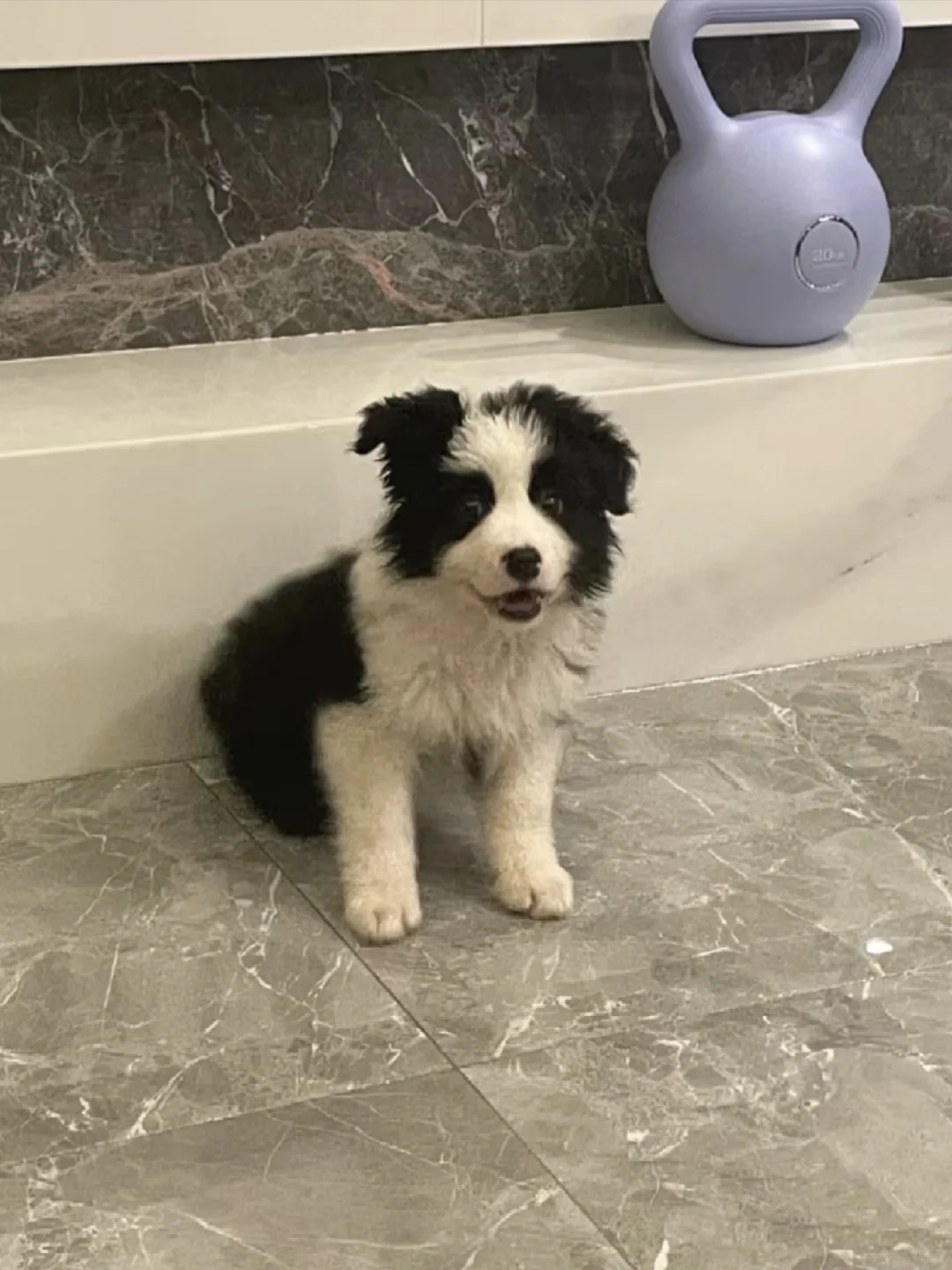 边牧幼崽出窝了，南昌谁要