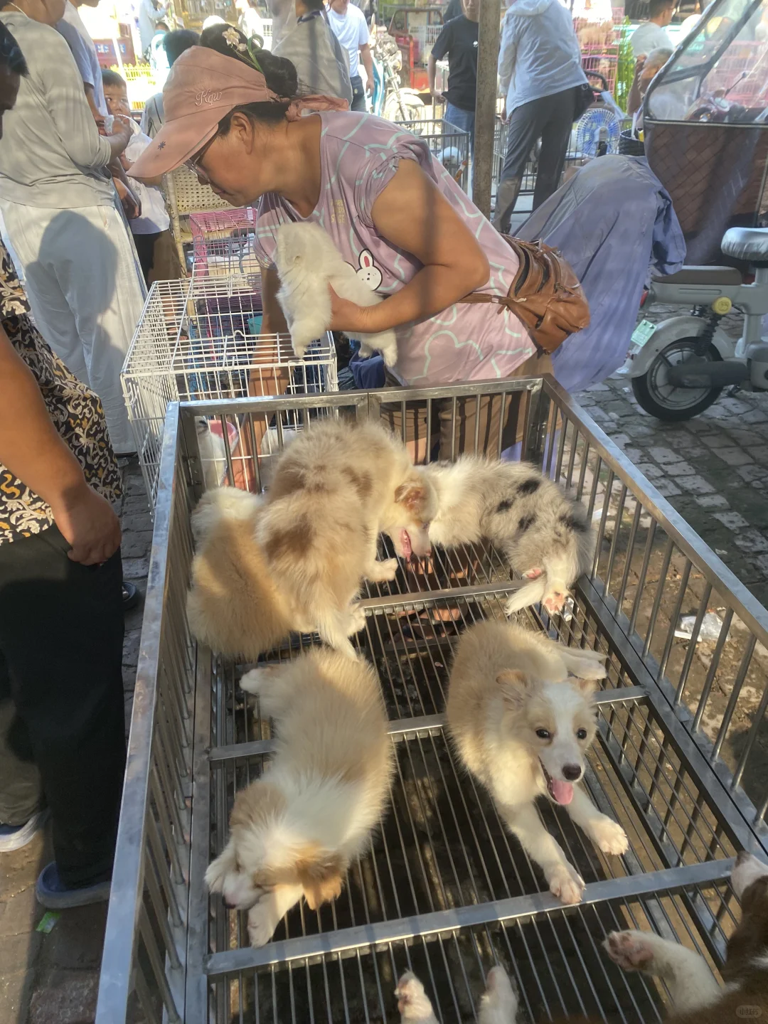 南昌大型宠物市场 现场人山人海 猫狗齐全