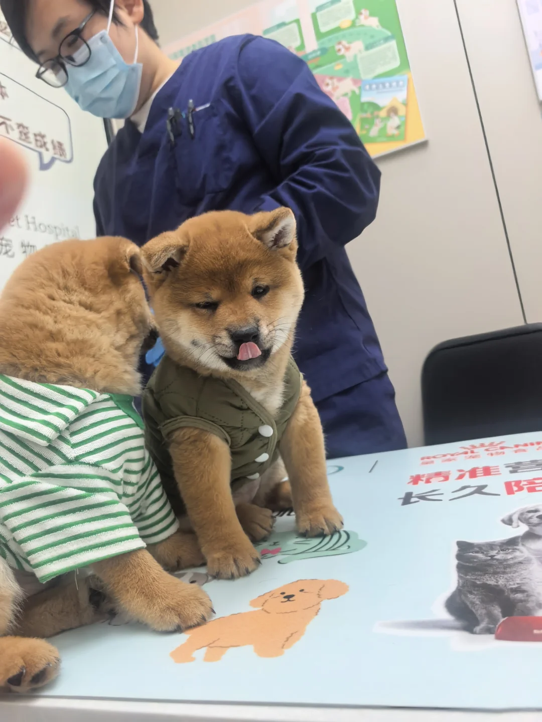 南昌豆柴妹妹弟弟找主人