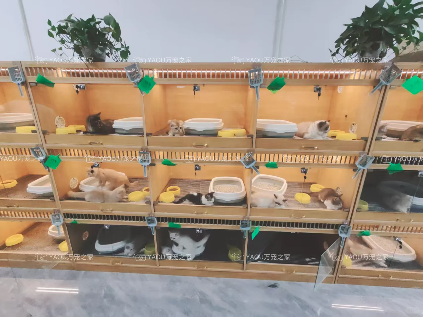 南昌买狗好去处！！南昌宠物基地推荐