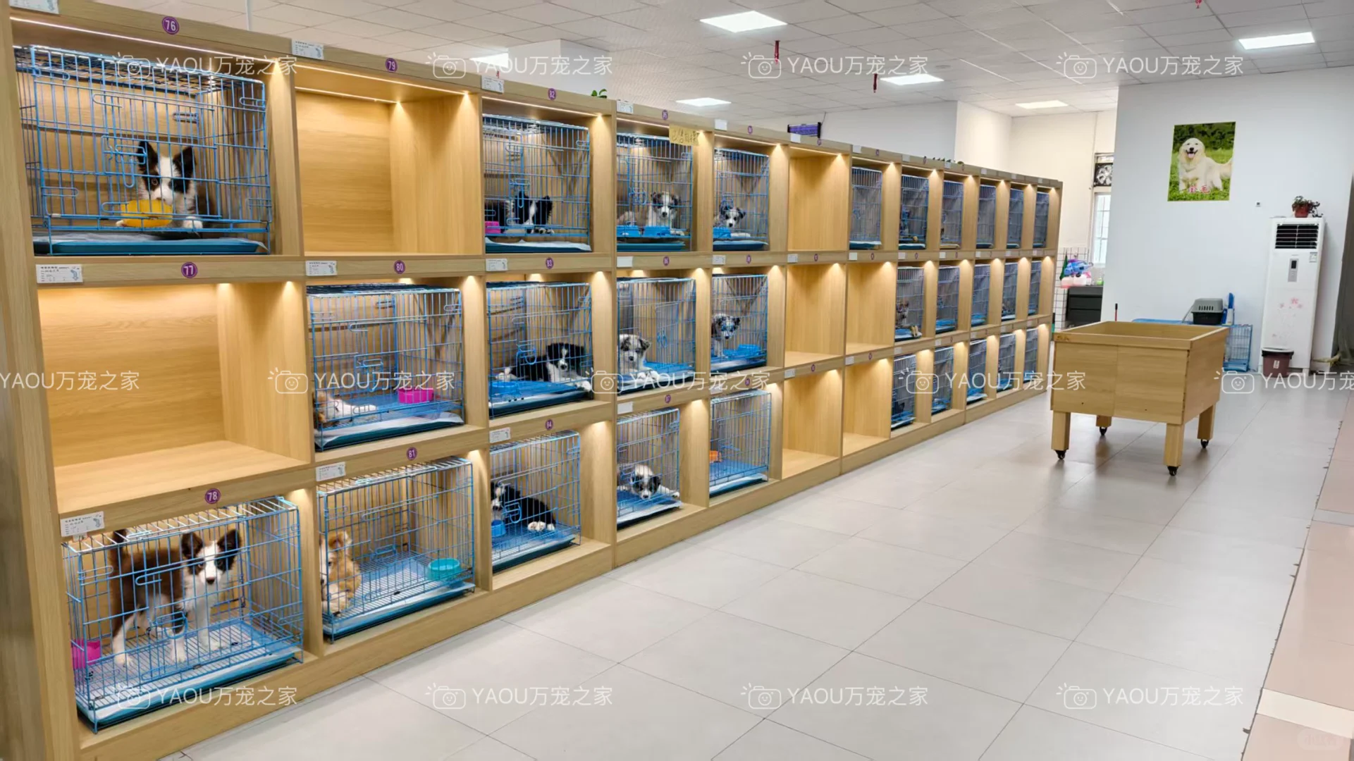 南昌独栋犬舍|南昌买狗好去处|南昌宠物