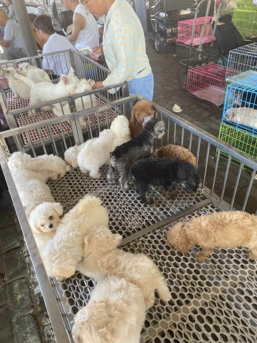 听说了吗🔥南昌宠物市场来了🔥猫狗齐全🔥