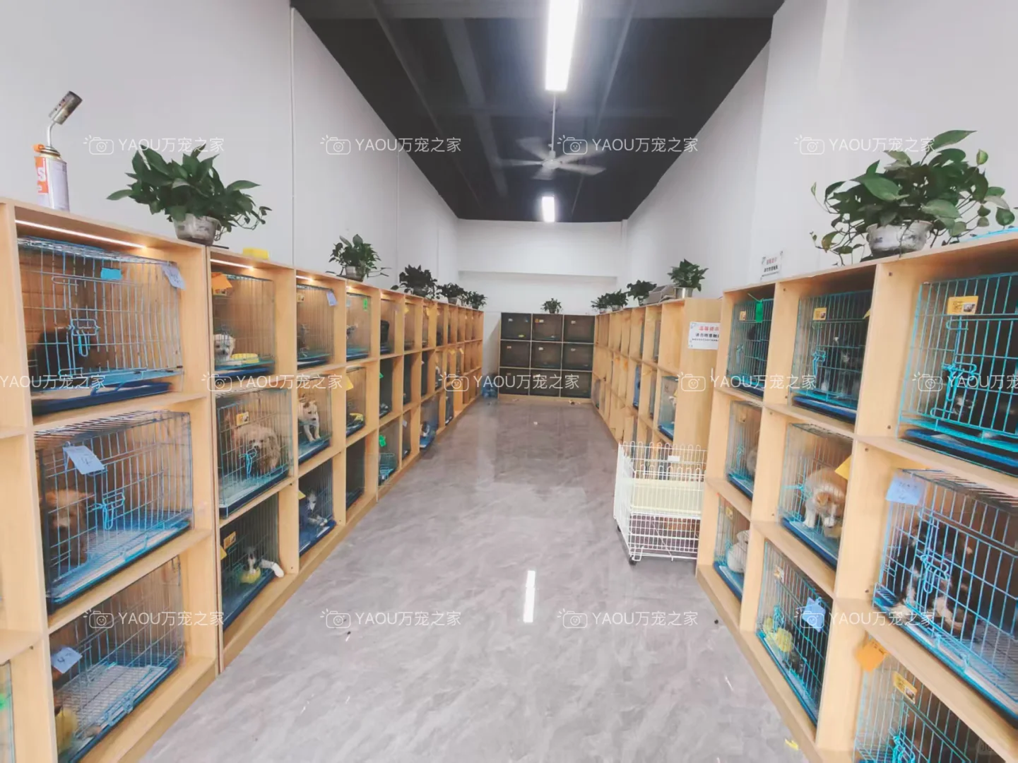 南昌买狗好去处！！南昌宠物基地推荐