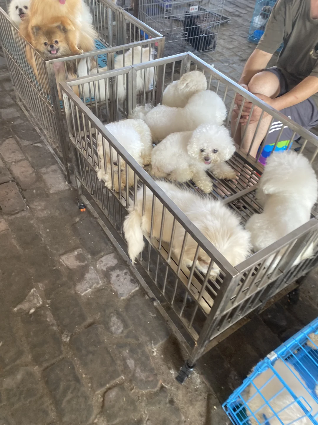 听说了吗🔥南昌宠物市场来了🔥猫狗齐全🔥