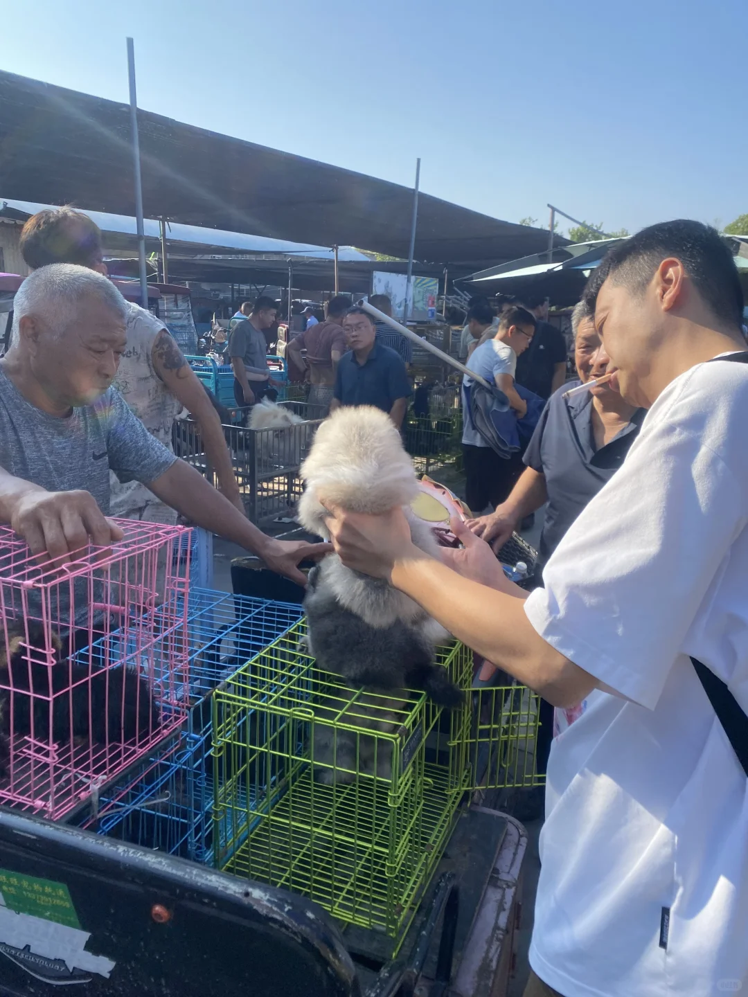 南昌宠物市场来了 看猫看狗推荐地