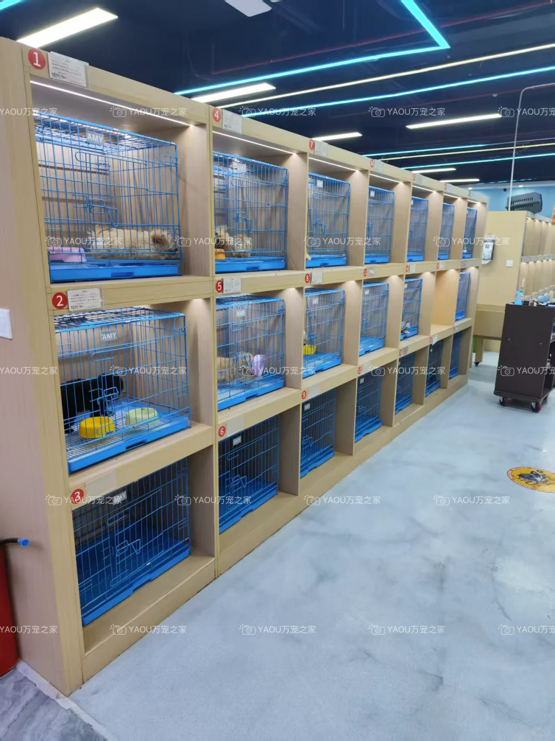 南昌第一宠物基地|南昌买猫买狗|南昌宠物