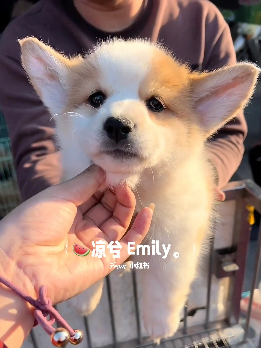 南昌大型宠物市场。买猫买狗一只也是批发价