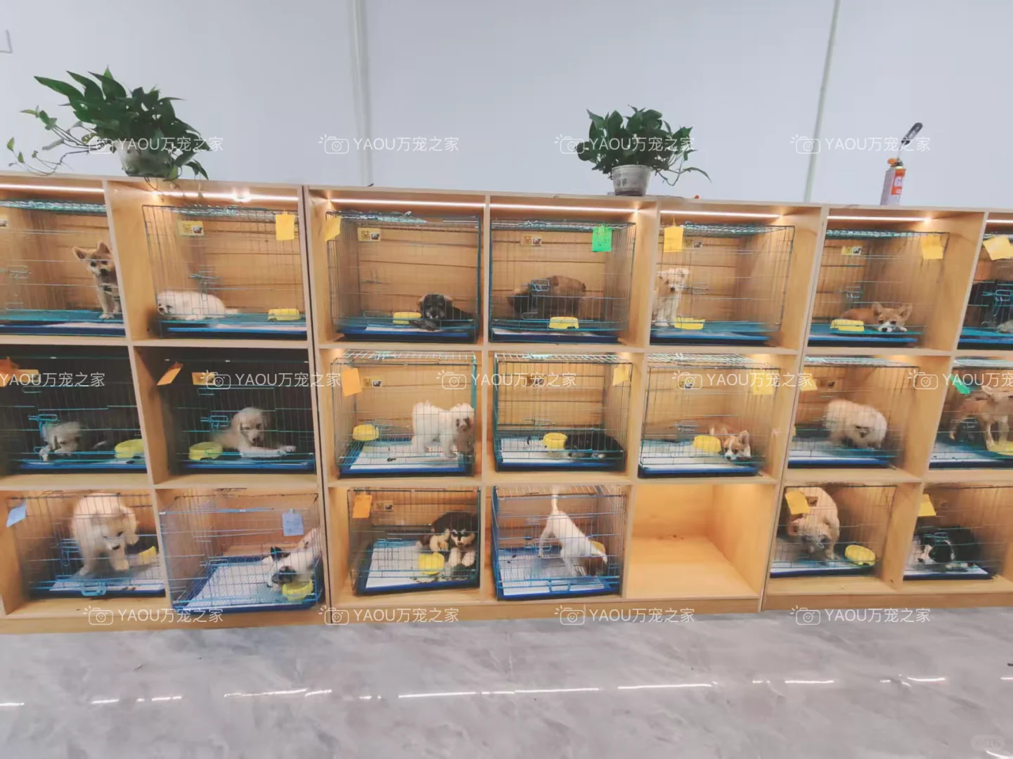 南昌买狗好去处！！南昌宠物基地推荐