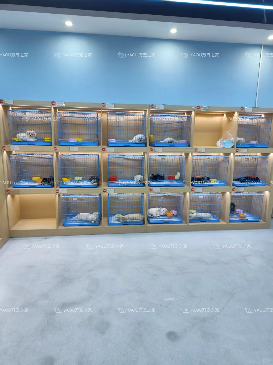 南昌独栋犬舍|南昌买狗好去处|南昌宠物