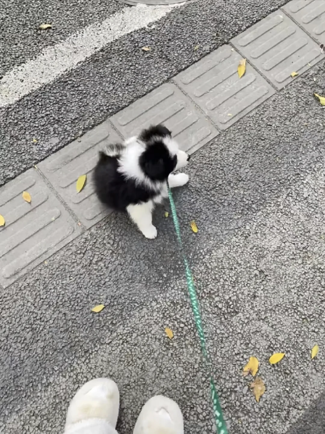 边牧幼崽出窝了，南昌谁要