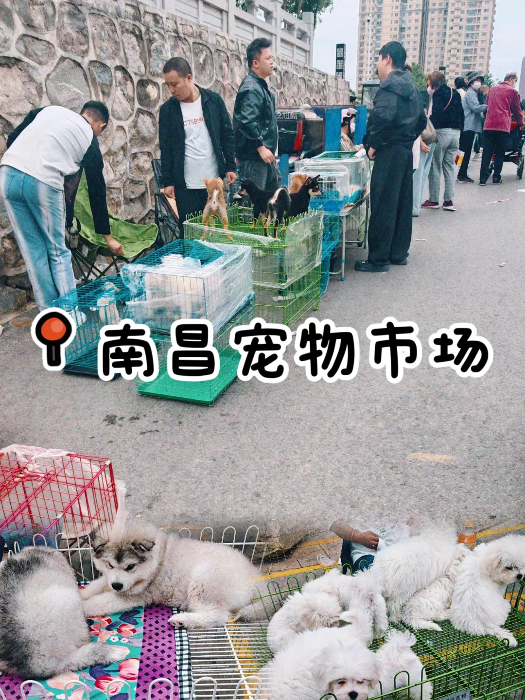 听说了吗🔥南昌宠物市场来了🔥猫狗齐全🔥