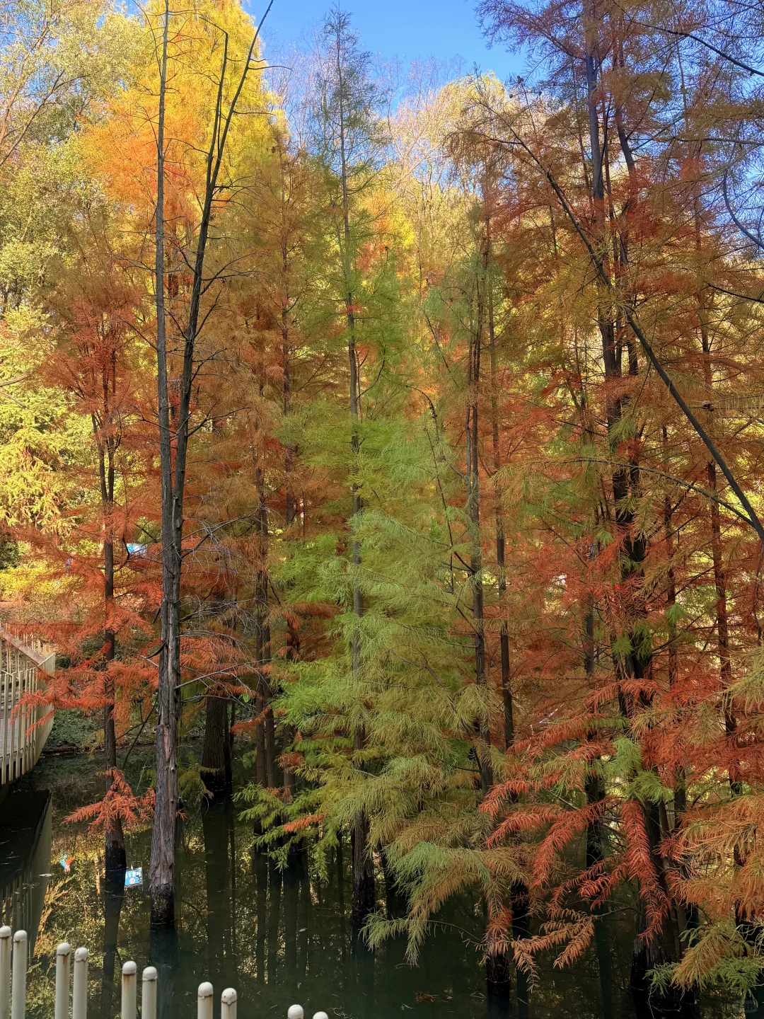 南昌的秋真的没输。。。。🥹🥹🥹