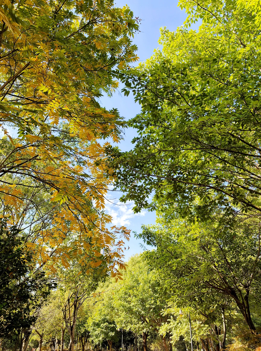 赣州这里的深秋赢麻了啊