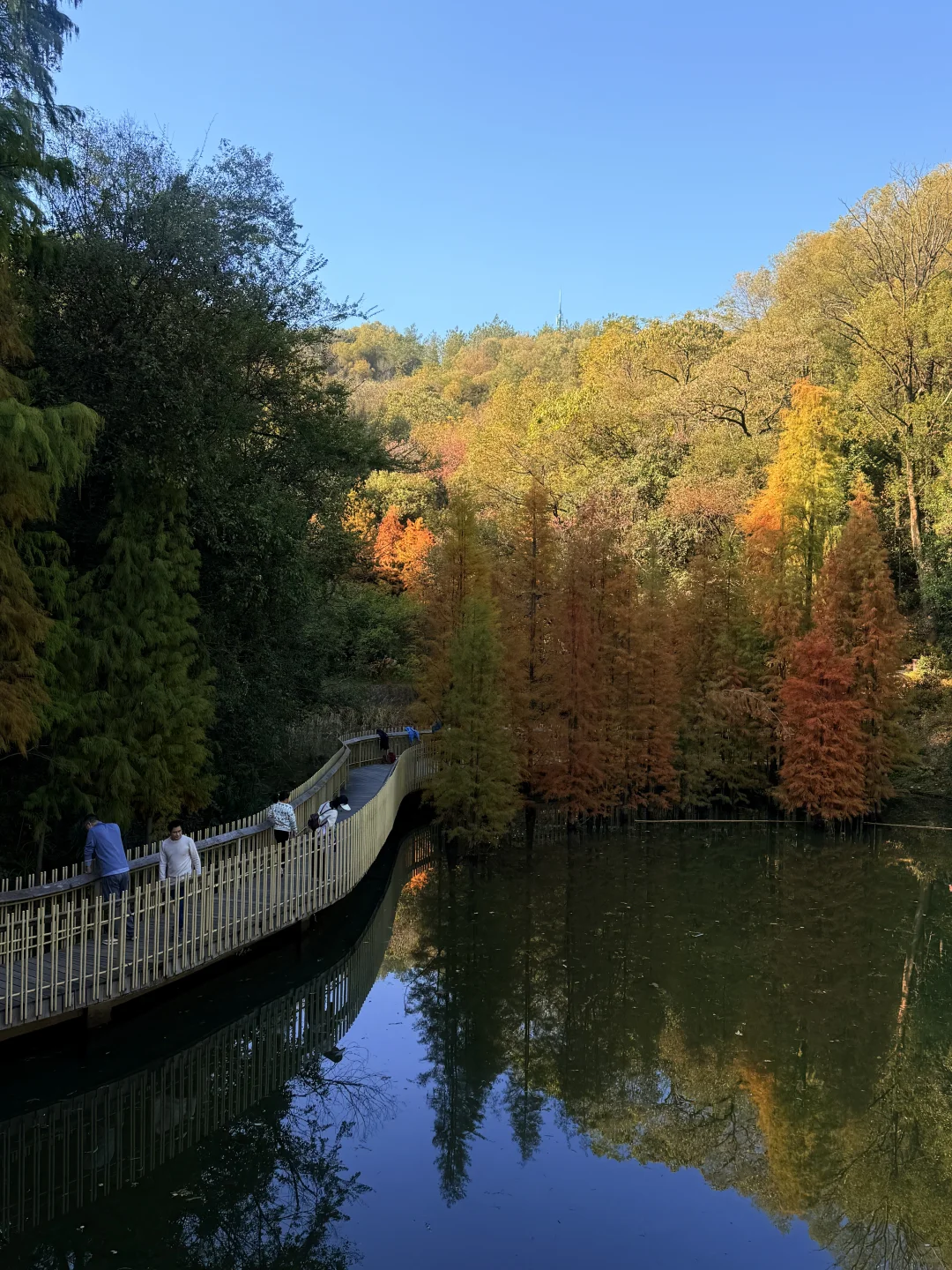 南昌的秋真的没输。。。。🥹🥹🥹