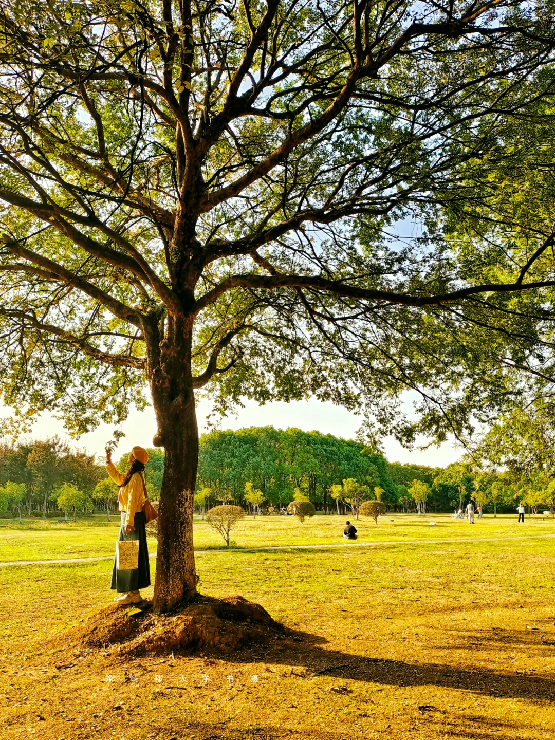 南昌赏秋一条路线全搞定！银杏➕水杉➕粉黛