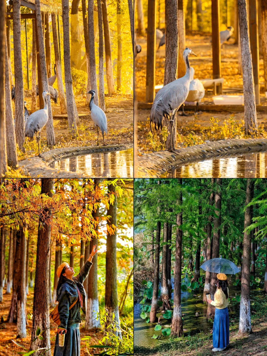 南昌赏秋一条路线全搞定！银杏➕水杉➕粉黛